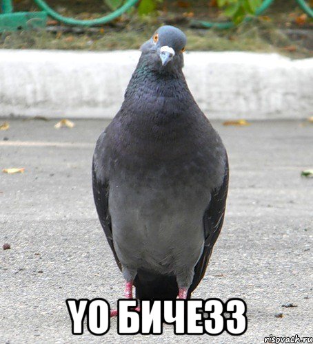  YO бичезз