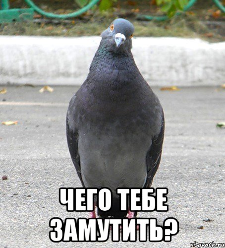  чего тебе замутить?
