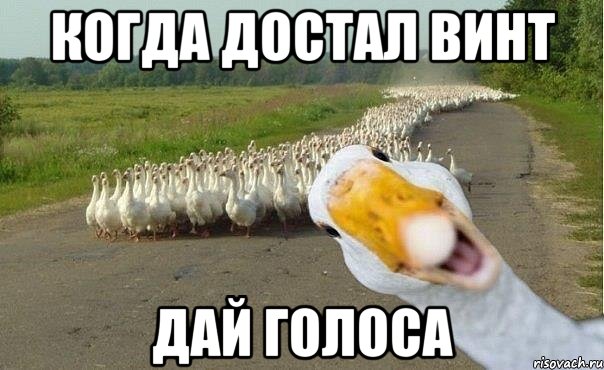 Когда достал винт Дай голоса, Мем гуси