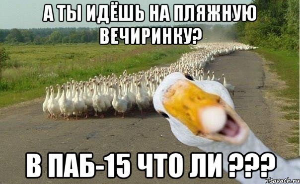 А ТЫ ИДЁШЬ НА ПЛЯЖНУЮ ВЕЧИРИНКУ? В ПАБ-15 ЧТО ЛИ ???, Мем гуси