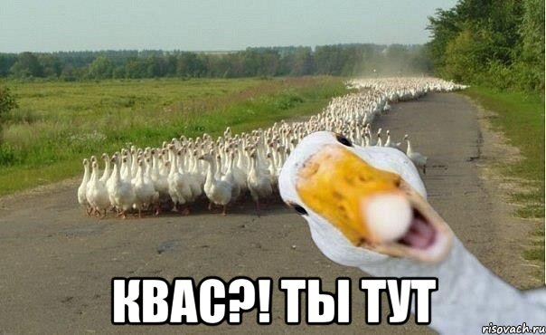  Квас?! ты тут, Мем гуси