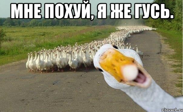 Мне похуй, я же гусь. , Мем гуси