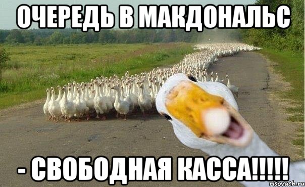 Очередь в макдональс - Свободная касса!!!!!, Мем гуси