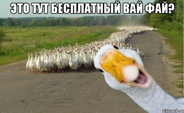 Это тут бесплатный вай фай? , Мем гуси