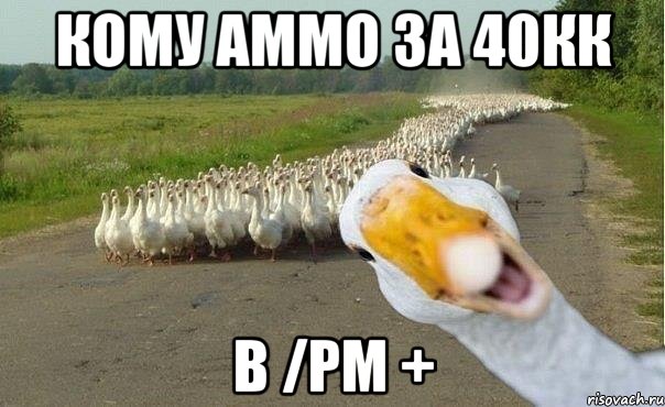 Кому аммо за 40кк В /pm +, Мем гуси