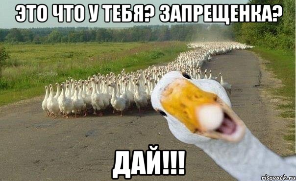 Это что у тебя? Запрещенка? ДАЙ!!!, Мем гуси