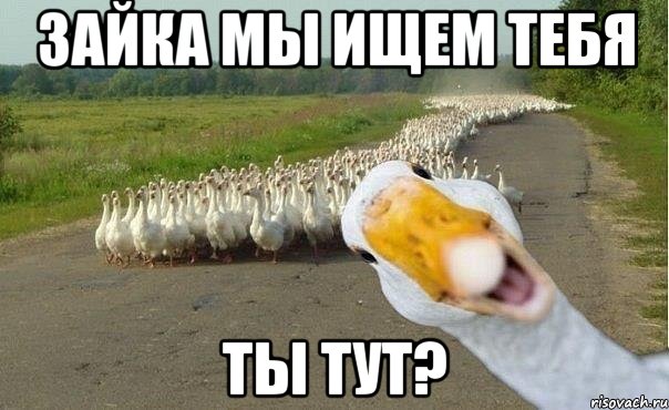 Зайка мы ищем тебя ты тут?, Мем гуси