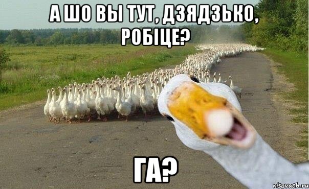 А шо вы тут, дзядзько, робіце? ГА?, Мем гуси