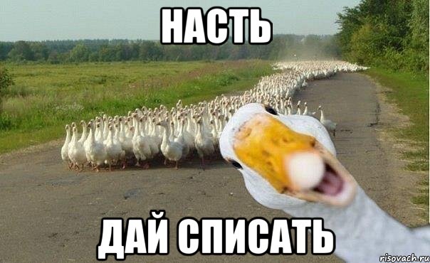Насть Дай списать, Мем гуси