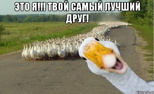 Это я!!! Твой самый лучший друг! , Мем гуси