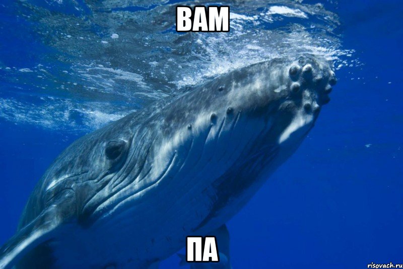 вам па