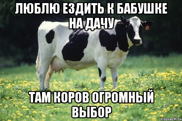 Люблю ездить к бабушке на дачу Там коров огромный выбор