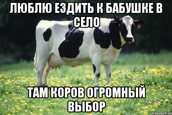 Люблю ездить к бабушке в село Там коров огромный выбор