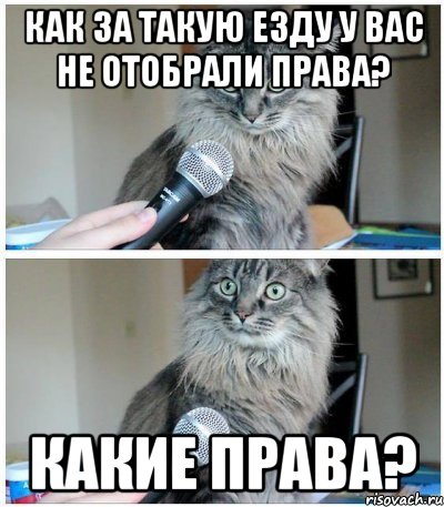 Как за такую езду у вас не отобрали права? КАКИЕ ПРАВА?, Комикс  кот с микрофоном