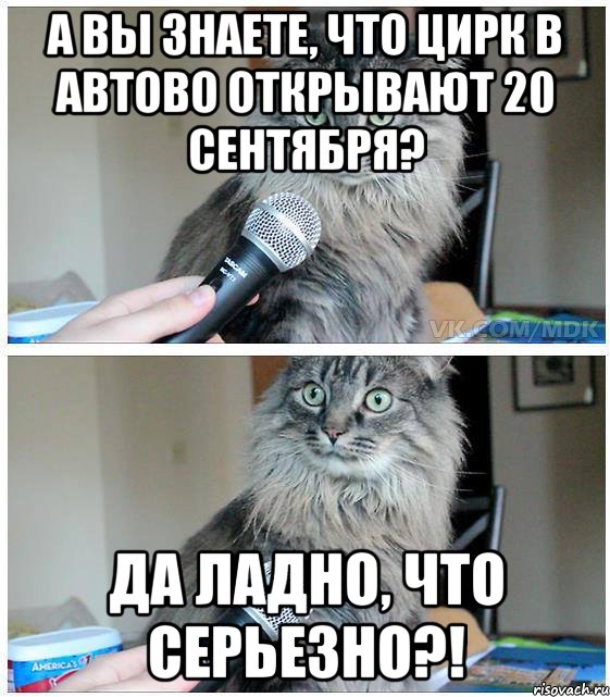 А Вы знаете, что цирк в Автово открывают 20 сентября? Да ладно, что серьезно?!, Комикс  кот с микрофоном