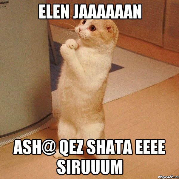 ELEN JAAAAAAN ASH@ QEZ SHATA EEEE SIRUUUM, Мем  котэ молится