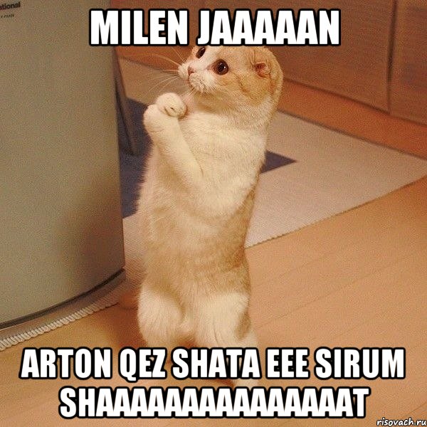 MILEN JAAAAAN ARTON QEZ SHATA EEE SIRUM SHAAAAAAAAAAAAAAAT, Мем  котэ молится