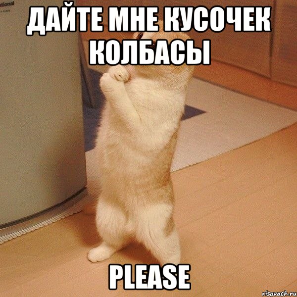 Дайте мне кусочек колбасы Please, Мем  котэ молится