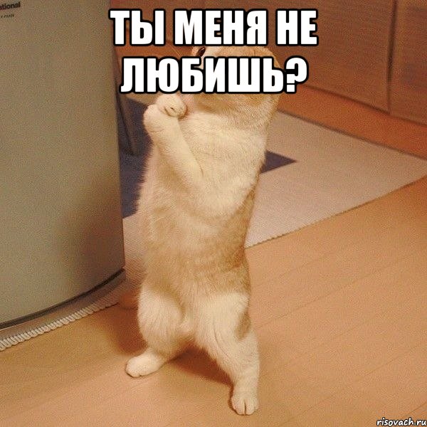 Ты Меня Не Любишь? , Мем  котэ молится