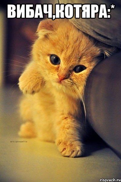 вибач,котяра:* 