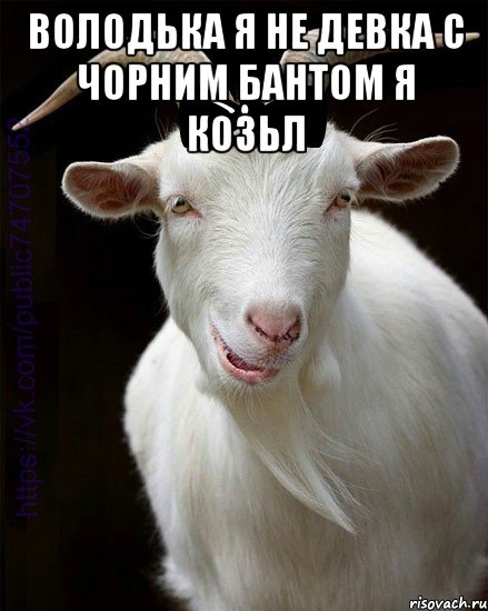 ВОЛОДЬКА Я НЕ ДЕВКА С ЧОРНИМ БАНТОМ Я КОЗЬЛ 