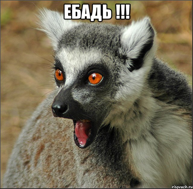 ЕБАДЬ !!! , Мем лемур