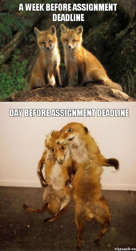 a week before assignment deadline day before assignment deadline, Комикс Лисицы