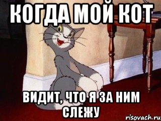 Когда мой кот Видит, что я за ним слежу, Мем Наглый том