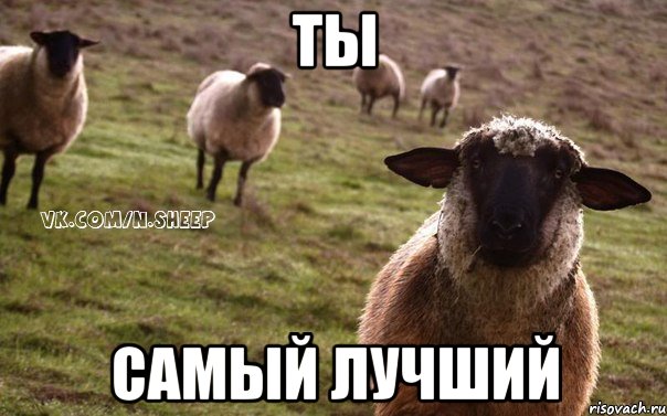 Ты Самый лучший, Мем  Наивная Овца