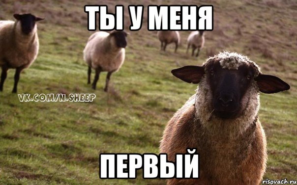 ТЫ У МЕНЯ ПЕРВЫЙ, Мем  Наивная Овца