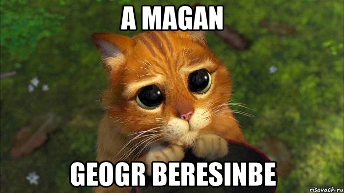 A magan geogr beresinbe, Мем кот из шрека