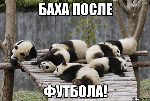 Баха после футбола!, Мем панды