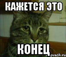 Кажется это Конец, Мем печальный кот