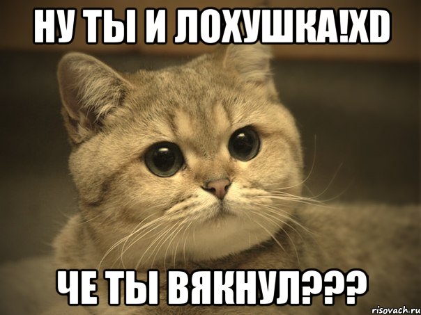 Ну ты и лохушка!хD че ты вякнул???, Мем Пидрила ебаная котик