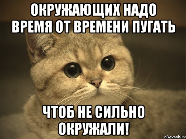 Окружающих надо время от времени пугать Чтоб не сильно окружали!, Мем Пидрила ебаная котик