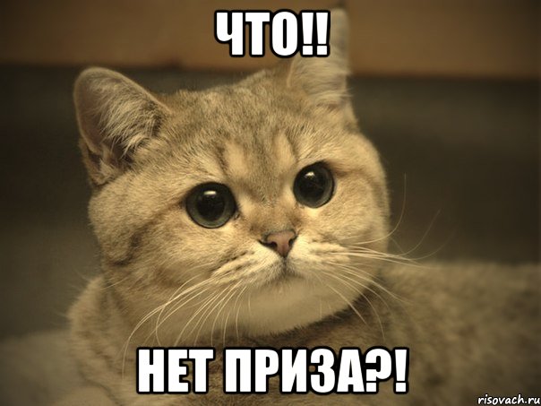 Что!! Нет приза?!, Мем Пидрила ебаная котик