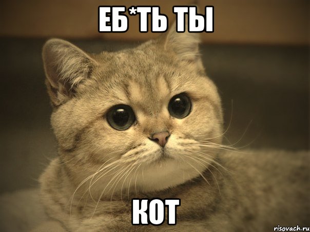 еб*ть ты КОТ