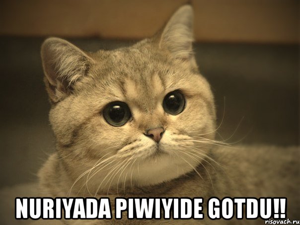  Nuriyada piwiyide GOTDU!!, Мем Пидрила ебаная котик