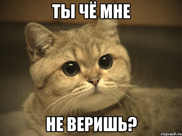 Ты чё мне не веришь?, Мем Пидрила ебаная котик