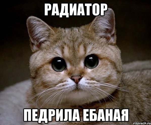 рАДИАТОР ПЕДРИЛА ЕБАНАЯ, Мем Пидрила Ебаная