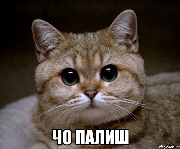  чо палиш, Мем Пидрила Ебаная