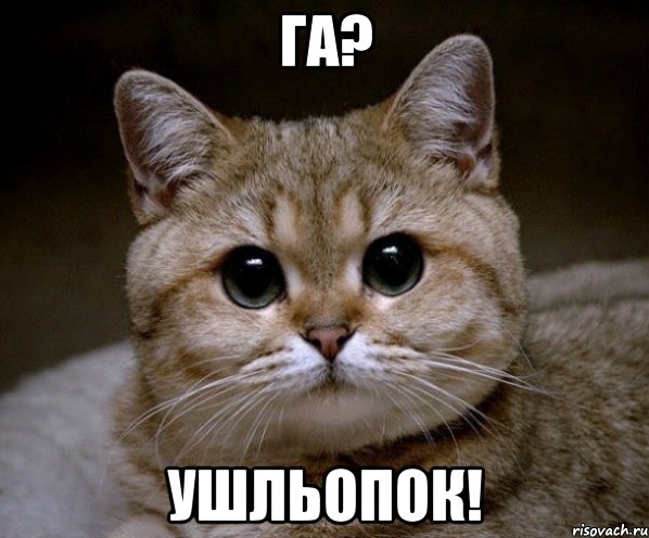 ГА? ушльопок!, Мем Пидрила Ебаная