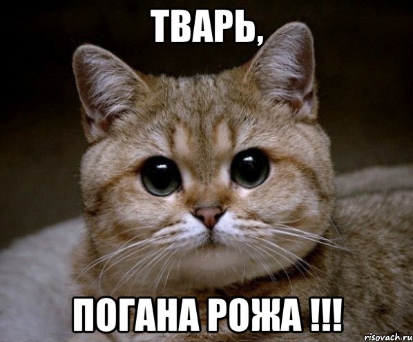 ТВАРЬ, ПОГАНА РОЖА !!!, Мем Пидрила Ебаная
