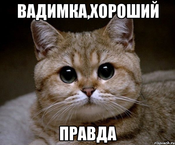 Вадимка,хороший Правда, Мем Пидрила Ебаная