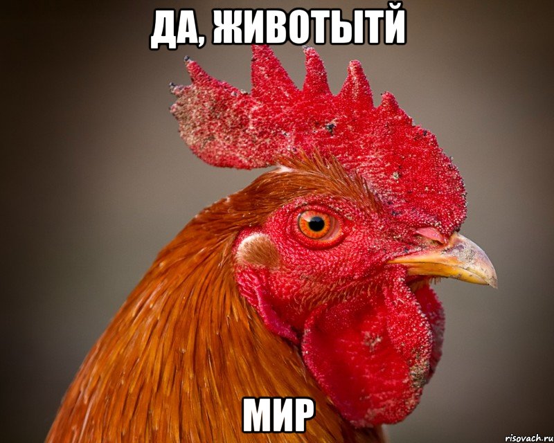 да, животытй мир, Мем петух