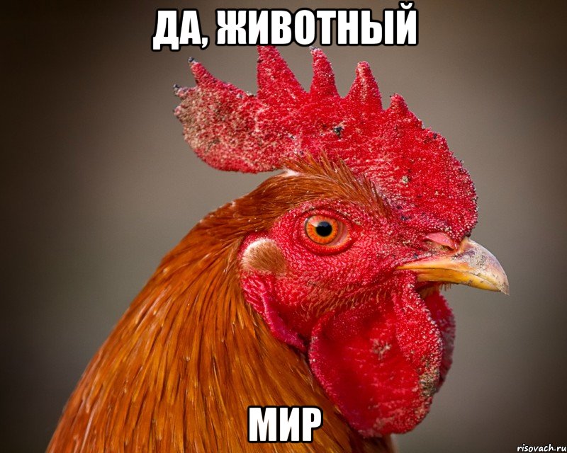 да, животный мир, Мем петух