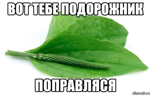 Вот тебе подорожник поправляся