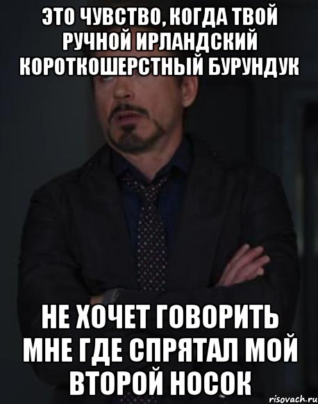 Это чувство, когда твой ручной ирландский короткошерстный бурундук Не хочет говорить мне где спрятал мой второй носок, Мем твое выражение лица