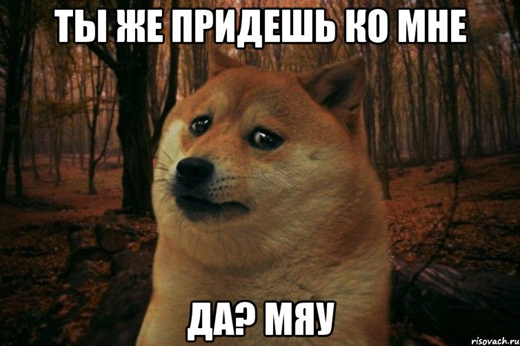 ты же придешь ко мне да? мяу, Мем SAD DOGE