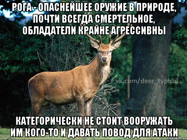 Рога - опаснейшее оружие в природе, почти всегда смертельное, обладатели крайне агрессивны категорически не стоит вооружать им кого-то и давать повод для атаки, Мем Паблик Типичный олень